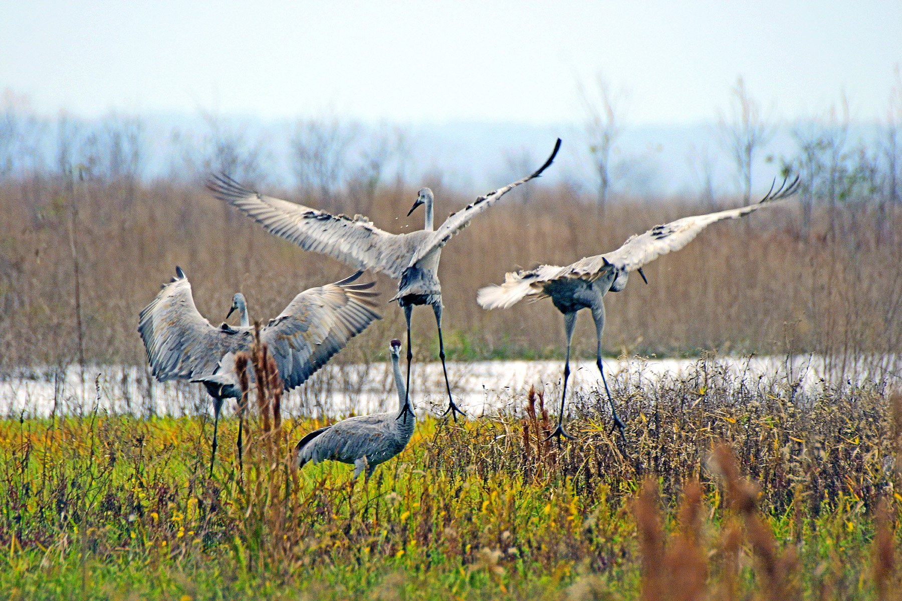 Paynes Prairie Preserve State Park - Visit Natural North Florida