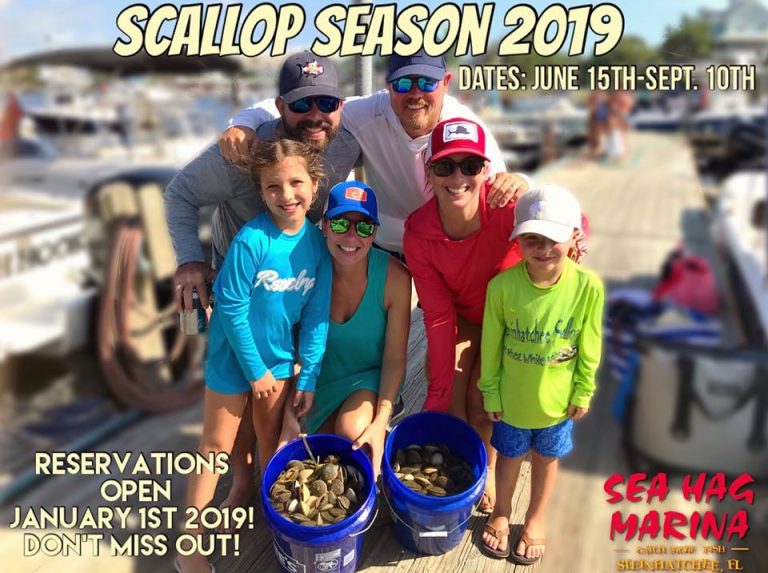 Florida's 2019 Recreational Scallop Season, at Steinhatchee, Opens June