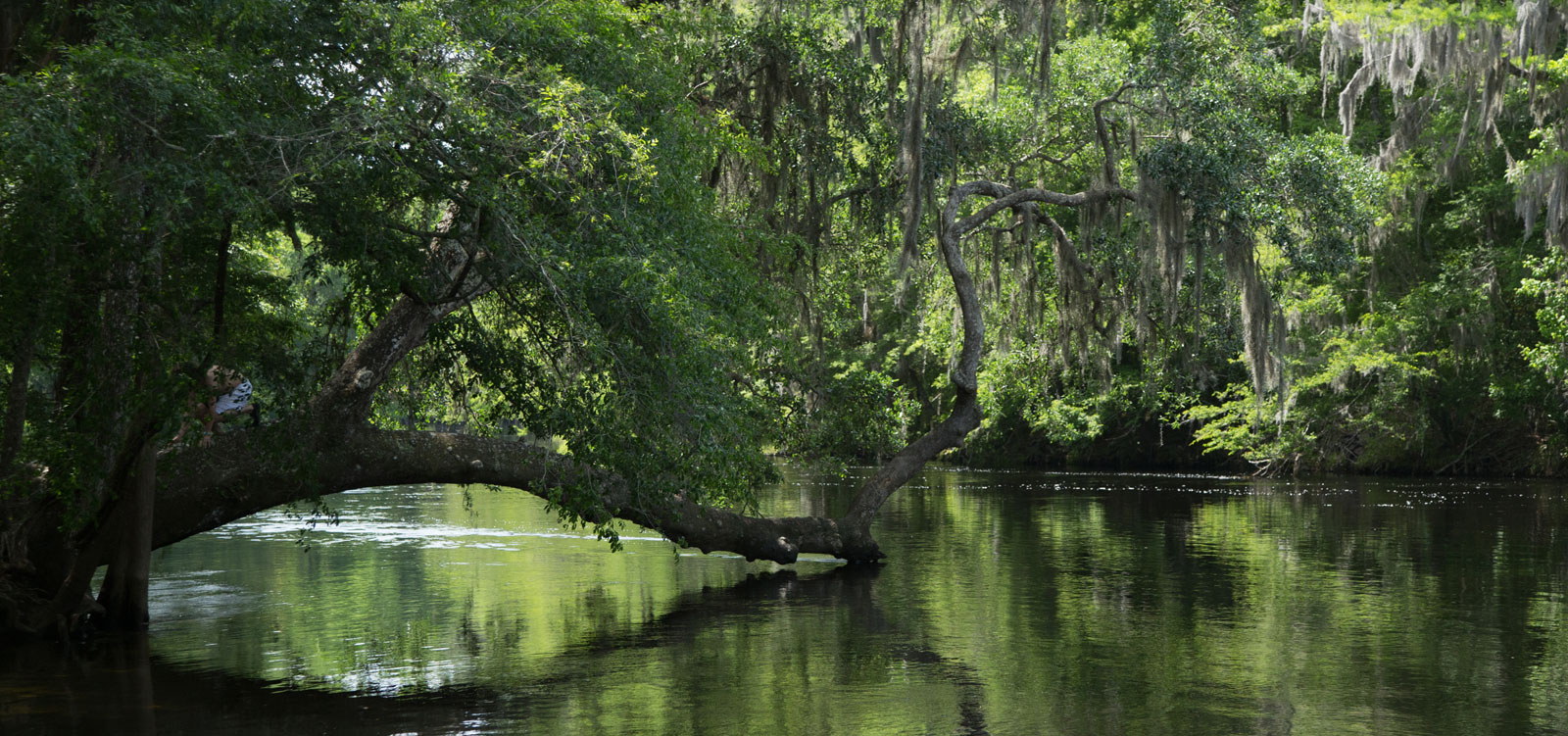 visit natural north florida